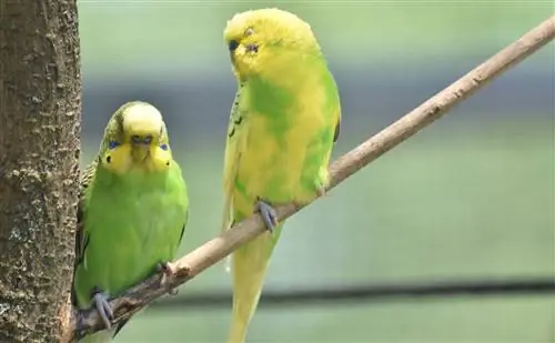 Jinsi ya Kufundisha Parrotlet Kuzungumza: Vidokezo 7 & Tricks