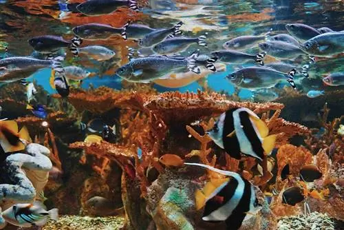 11 vlastných akváriových dekoračných plánov, ktoré si môžete urobiť dnes (s obrázkami)