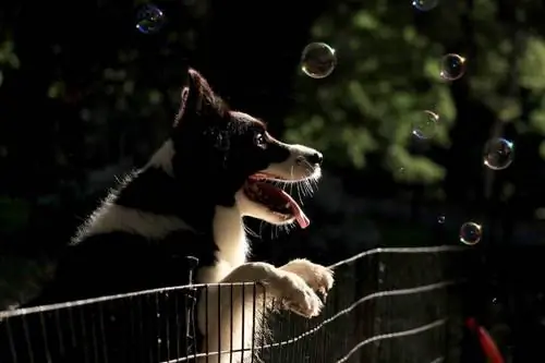 5 clôtures pour chiens que vous pouvez fabriquer aujourd'hui (avec instructions)