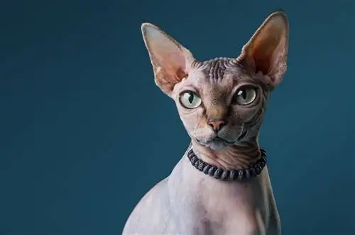 10 DIY kattehalsbånd som er unike & Bedårende! (Med bilde)