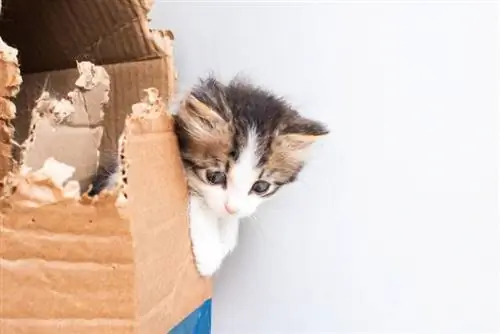 13 DIY kartona rotaļlietas kaķiem jūsu kaķiem patiks (ar attēliem)
