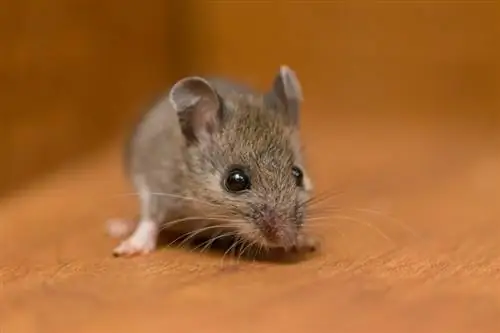 10 fournitures essentielles pour rats de compagnie pour vous aider à démarrer (mise à jour 2023)