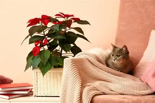 Sunt Poinsettia otrăvitoare pentru pisici? Ghid pentru siguranța plantelor revizuit de veterinar