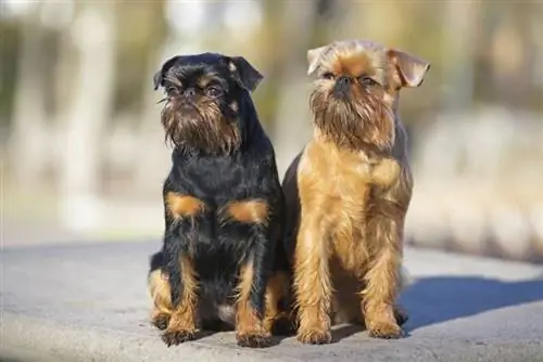 325+ Популярные & Уникальные имена брюссельского гриффона: идеи для милых и причудливых собак