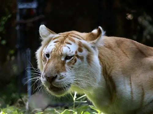 ¿Pueden ronronear los grandes felinos? Sonidos felinos & Hechos