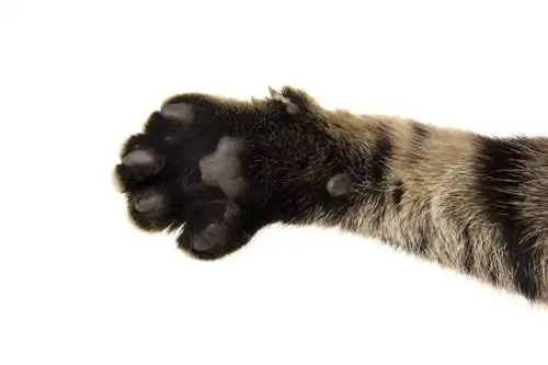Vai kaķiem tiešām ir ūsas uz kājām? Atklāta kaķu anatomija