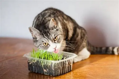 Cách trồng bạc hà mèo: 8 mẹo của chuyên gia & Thủ thuật