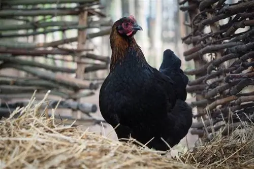 Marans Chicken: суреттер, фактілер, өмір сүру ұзақтығы & күтім жөніндегі нұсқаулық