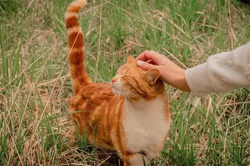 Kočka je najednou milující? 9 možných důvodů tohoto chování