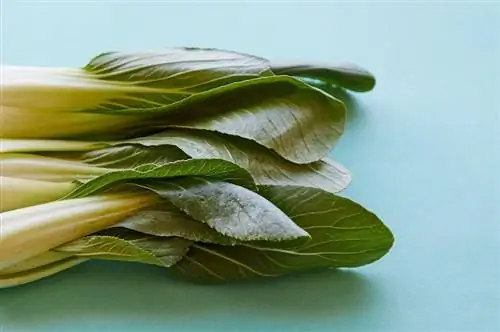 Kan kaniner spise Bok Choy? Ernæringsmæssige fakta & FAQ