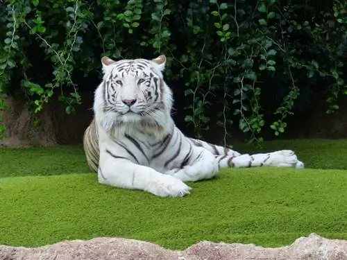 Kan en tiger purre? Feline Sounds & Fakta
