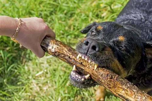 Quão forte é a força da mordida de um Rottweiler? Medido em PSI & Explicado