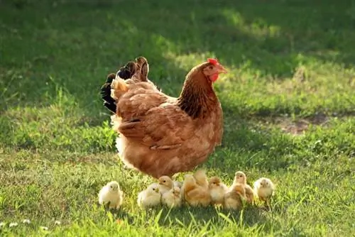 10 mejores criaderos para comprar pollos en línea en 2023 & Cosas a considerar