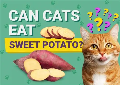 Mohou kočky jíst sladké brambory? Fakta zkontrolovaná veterinářem