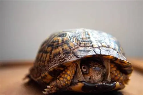 Prečo sa moja korytnačka netopí? 6 dôvodov preverených veterinárom & Čo robiť