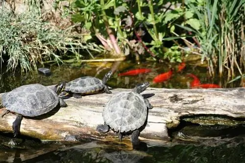 Kaplumbağalar Balık Yiyor mu? Onları Akvaryumuma Nasıl Eklerim & Bakım İpuçları