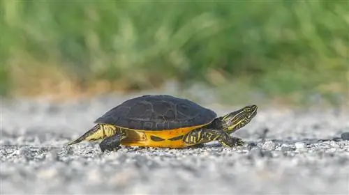 12 tolle Fakten über Schildkröten, die Sie gerne erfahren werden
