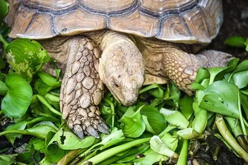 Les tortugues poden menjar col rizada? El que necessites saber