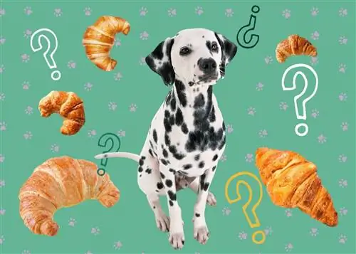 Mohou psi jíst croissanty? Co byste měli vědět