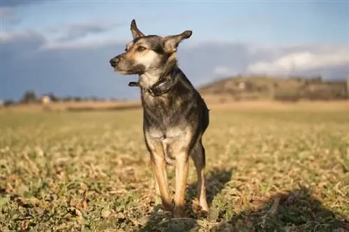 10 Kalung Kulit Kayu Terbaik untuk Anjing Kecil di tahun 2023 – Ulasan & Pilihan Teratas