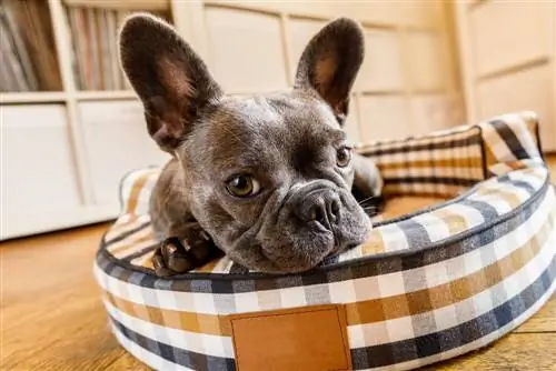 15 franske hunderaser: info, bilder, temperament, & Mer