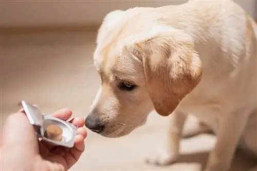 5 geriausios 2023 m. tabletes nuo blusų ir erkių šunims – apžvalgos & populiariausios