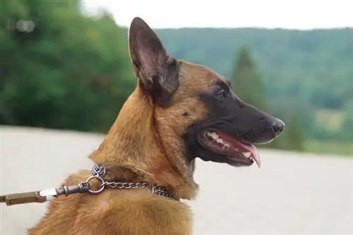 7 beste halsbande vir honde wat in 2023 trek – resensies & topkeuses