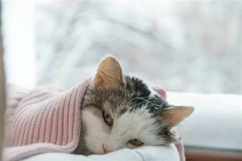 Ako zistím, či je mojej mačke zima? Značky preverené veterinárom & často kladené otázky
