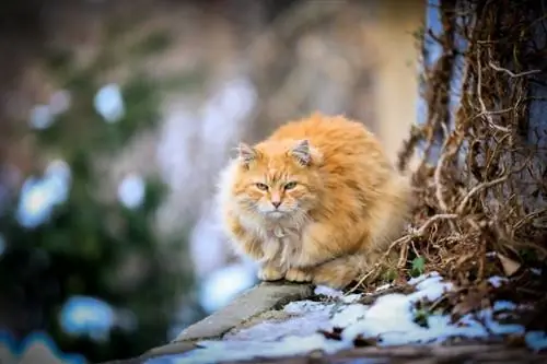 Колко студено е твърде студено за котки? Как да помогнем на котките на открито през зимата