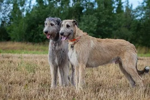 Guia de raça de gossos de llop irlandès: informació, imatges, cura & Més