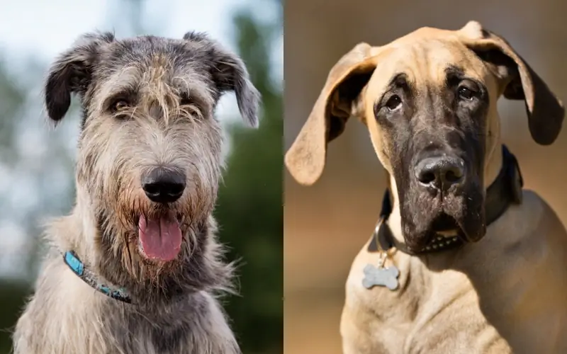 Irish Dane Dog Breed: Duab, Qhia, Qhia, Saib Xyuas & Ntau