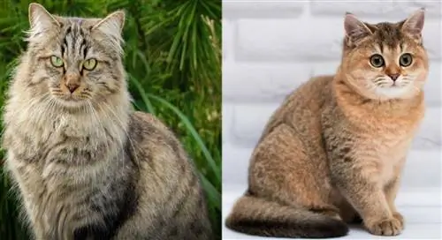 Sibiřská kočka Munchkin: Obrázky, Průvodce péčí, Povaha & Vlastnosti