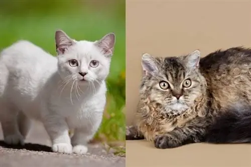 लैम्ब्किन बिल्ली: चित्र, देखभाल मार्गदर्शिका, स्वभाव & लक्षण