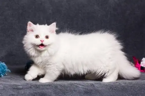 Pitkäkarvainen Munchkin Cat: Faktat, alkuperä & Historia (kuvien kanssa)