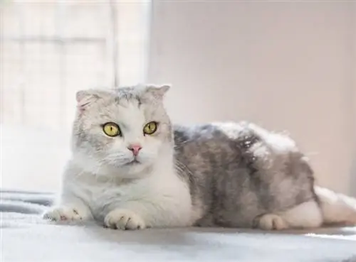 Kinkalow-katt: Raseinformasjon, temperament & Egenskaper (med bilder)