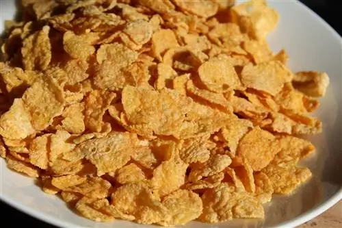 Kan hunder spise cornflakes? Veterinærgodkjent råd & Forholdsregler