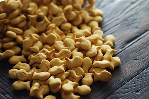 Vai suņi var ēst zelta zivtiņas krekerus? Vai tas viņiem ir slikti? Fakti & FAQ