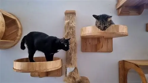 2 Niesamowite pomysły na półki dla kotów DIY, które możesz zbudować dzisiaj (ze zdjęciami)