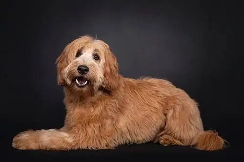 Kuinka suureksi labradoodle kasvaa? Kasvukaavion kanssa