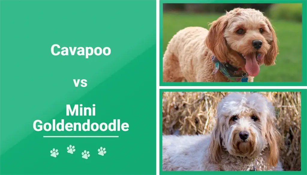 Cavapoo vs Mini Goldendoodle: Rozdíly vysvětleny (s obrázky)