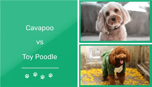 Cavapoo vs Toy Poodle: diferències clau (amb imatges)