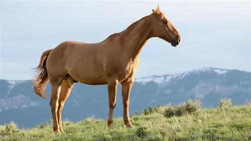 29 Warna Kuda Paling Umum & Pola Mantel (Dengan Bagan Warna)