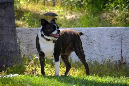 Boči (Bostonas terjers & Chihuahua Mix) Suņu šķirne: attēli, kopšanas ceļvedis & Iezīmes