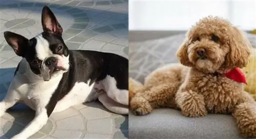 Bossi-Poo (Pudel & Mieszanka Boston Terrier): Informacje, Zdjęcia, Pielęgnacja & Więcej