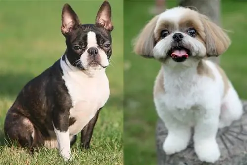 BoShih (Boston Terrier & Shih Tzu aralashmasi): Ma'lumot, rasmlar, parvarishlash & Batafsil