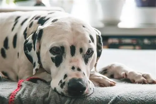 दस्त से पीड़ित कुत्तों की मदद कैसे करें: 8 पशु-समीक्षा युक्तियाँ & युक्तियाँ