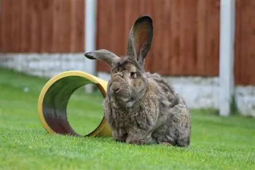 Continental Giant Rabbit: Impormasyon, Mga Larawan, Mga Katangian, & Mga Katotohanan