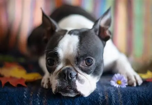 რატომ არის ჩემი Boston Terrier Farting ასე ძალიან? 6 ვეტერინარული განხილული მიზეზი