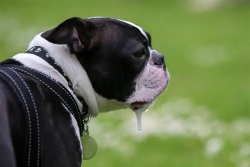 Je, Boston Terriers Hudondoka Kiasi Gani? Mazoea ya Kuzaliana & Vidokezo vya Kusimamia