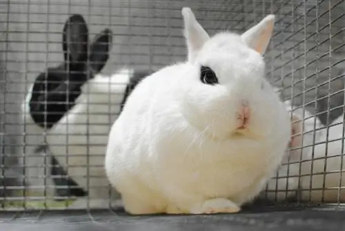 Dwarf Hotot Rabbit: Impormasyon ng Lahi, Mga Larawan, Mga Katangian, & Mga Katotohanan